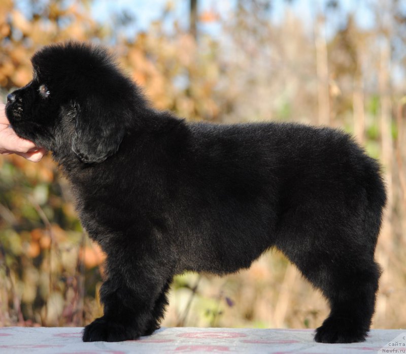 Фотография № 195585