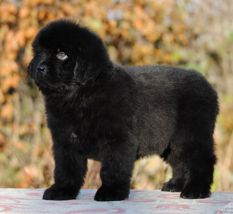 Фотография № 195586