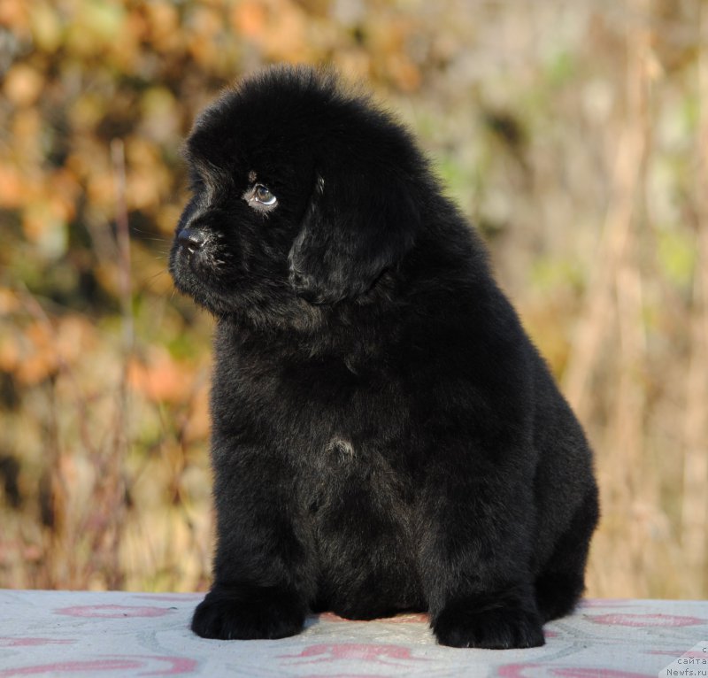 Фотография № 195587