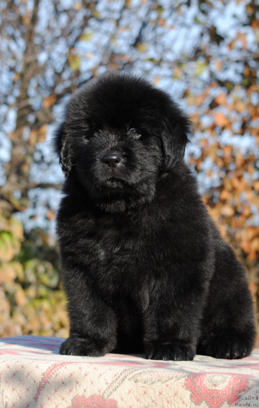 Фотография № 195594