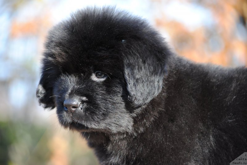 Фотография № 195596