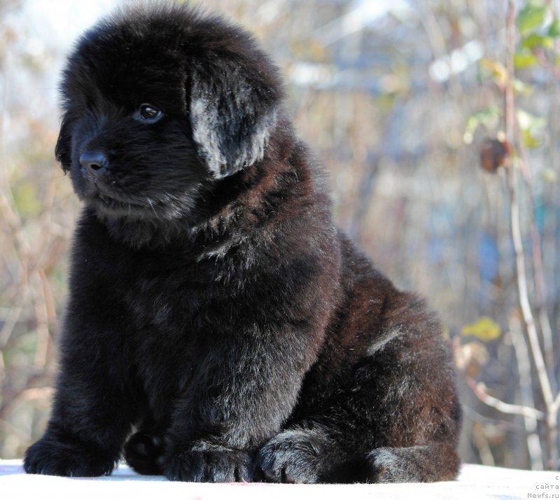 Фотография № 195598