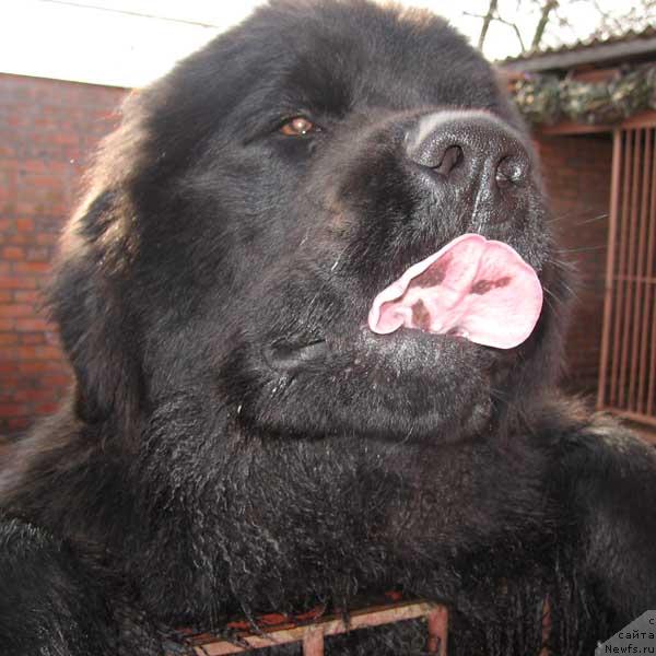 Фото: ньюфаундленд Zhemchuzhina Rostova s Berega Dona (Жемчужина Ростова с Берега Дона)