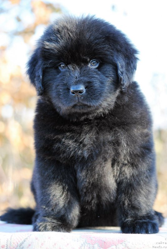 Фотография № 195603