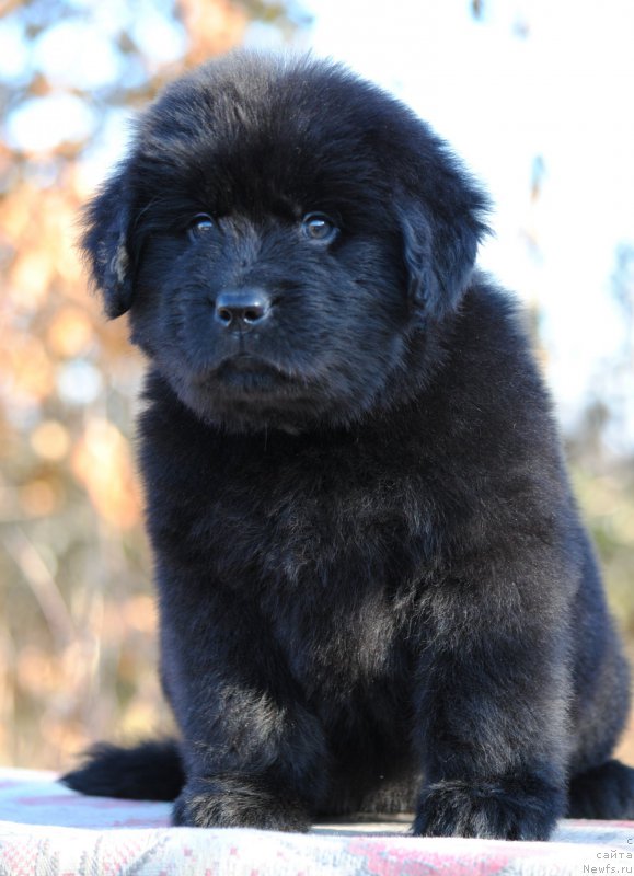 Фотография № 195605