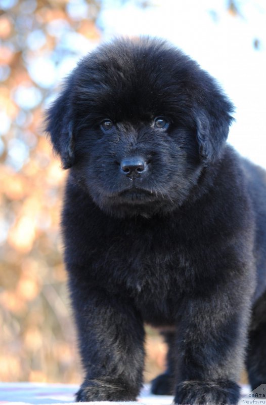 Фотография № 195613