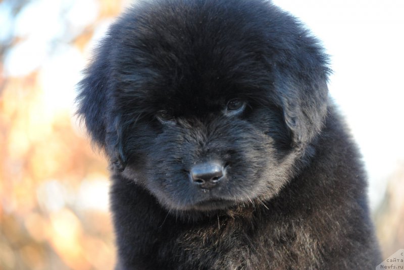 Фото: ньюфаундленд Moya Stihiya Letissiya (Моя Стихия Летиссия)