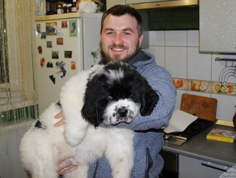 Фото: ньюфаундленд Zlat Konstaleks Leksus (Злат Консталекс Лексус), и Игнат