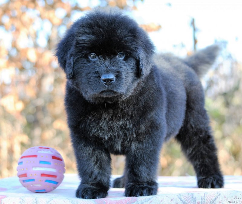 Фото: ньюфаундленд Moya Stihiya Letissiya (Моя Стихия Летиссия)