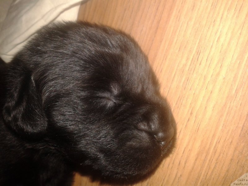 Фото: Elena Zurahova (Елена Зурахова)