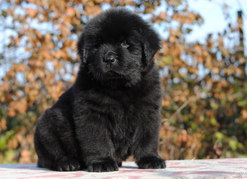 Фото: ньюфаундленд Moya Stihiya Linda Hovard (Моя Стихия Линда Ховард)