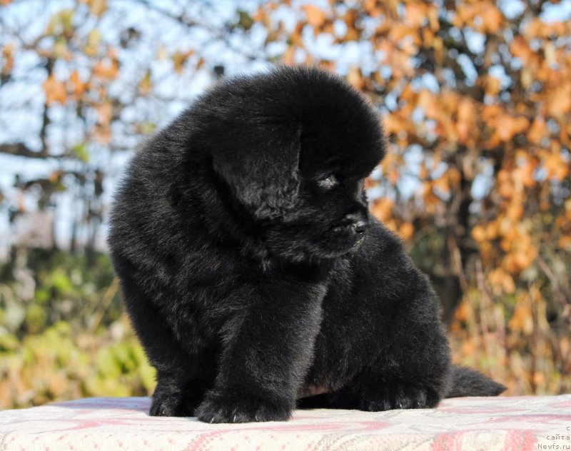 Фотография № 195627