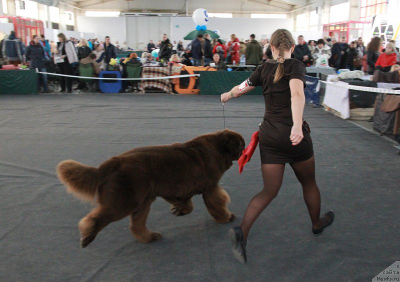 Фото: ньюфаундленд Chernyi Sharm Angel'skaya Krasota (Черный Шарм Ангельская Красота)