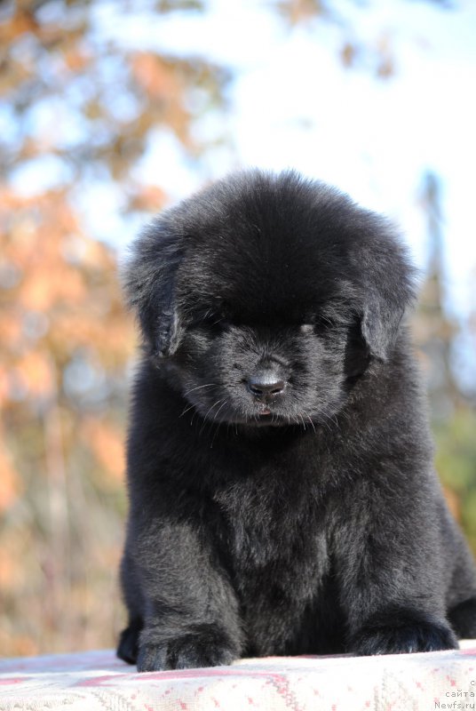 Фото: ньюфаундленд Moya Stihiya Linda Hovard (Моя Стихия Линда Ховард)