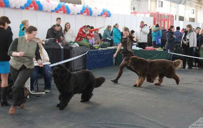 Фото: ньюфаундленд Chernyi Sharm Angel'skaya Krasota (Черный Шарм Ангельская Красота), ньюфаундленд Aquatoriya Kelvin Schedrost Fortuny (Акватория Келвин Щедрость Фортуны)