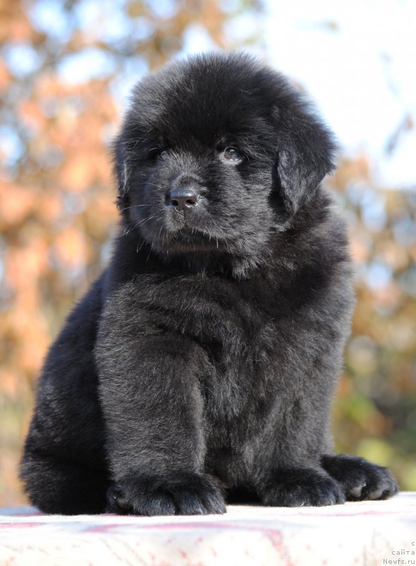 Фото: ньюфаундленд Moya Stihiya Linda Hovard (Моя Стихия Линда Ховард)