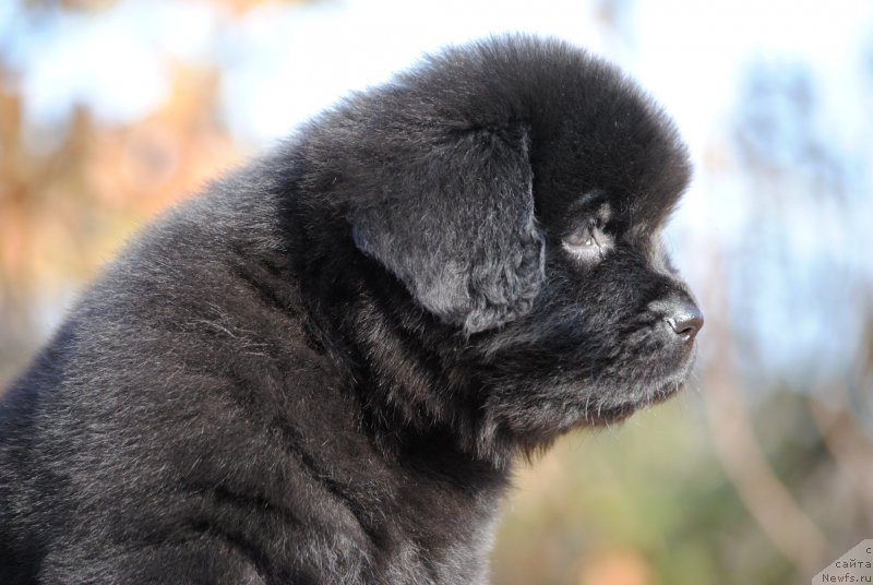 Фотография № 195644