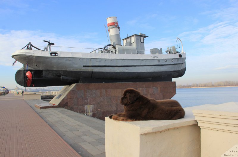 Фото: ньюфаундленд Chernyi Sharm Angel'skaya Krasota (Черный Шарм Ангельская Красота)