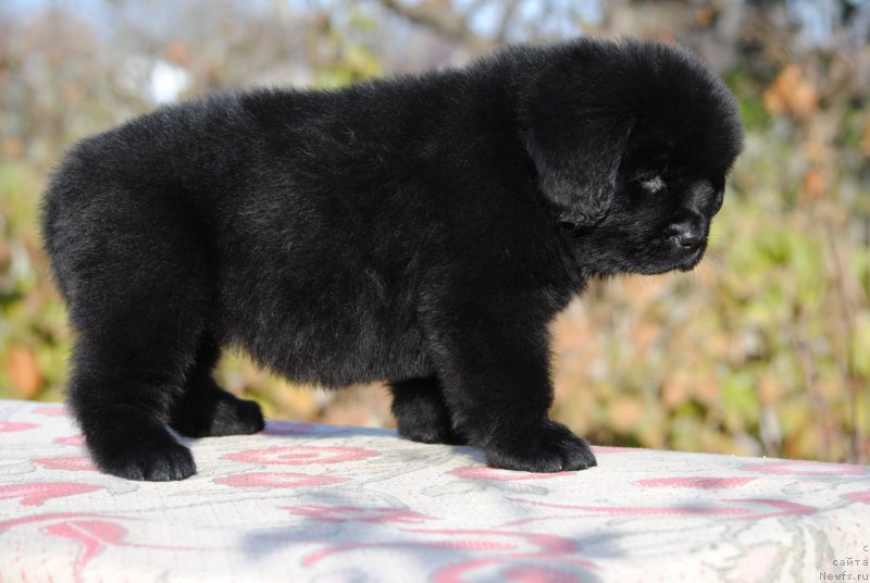 Фотография № 195650