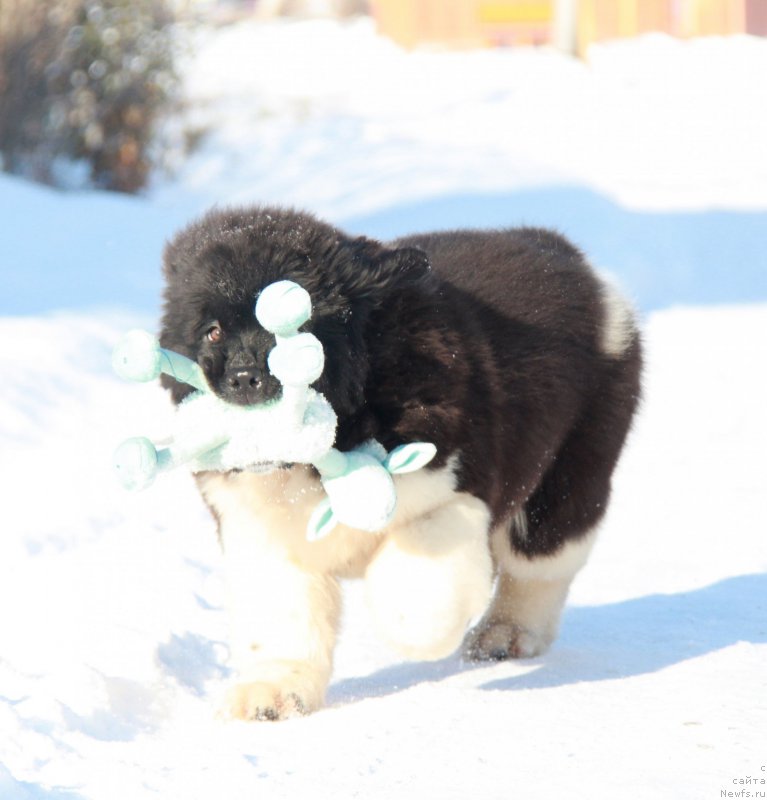 Фото: ньюфаундленд Akvian Song River of Taym (Аквиан Сонг Ривер оф Тайм)