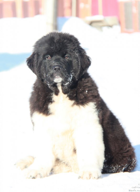 Фото: ньюфаундленд Akvian Song River of Taym (Аквиан Сонг Ривер оф Тайм)