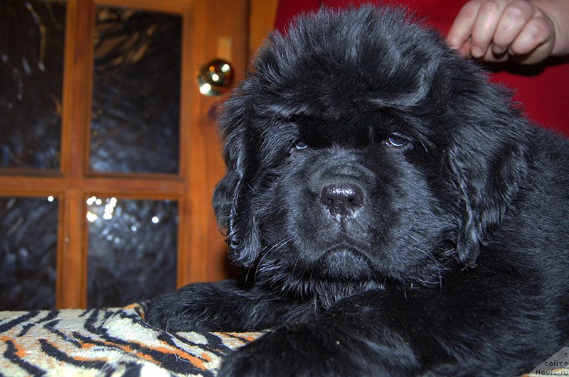 Фото: ньюфаундленд Super Bizon Ollisiya (Супер Бизон Оллисия), (Алиса)