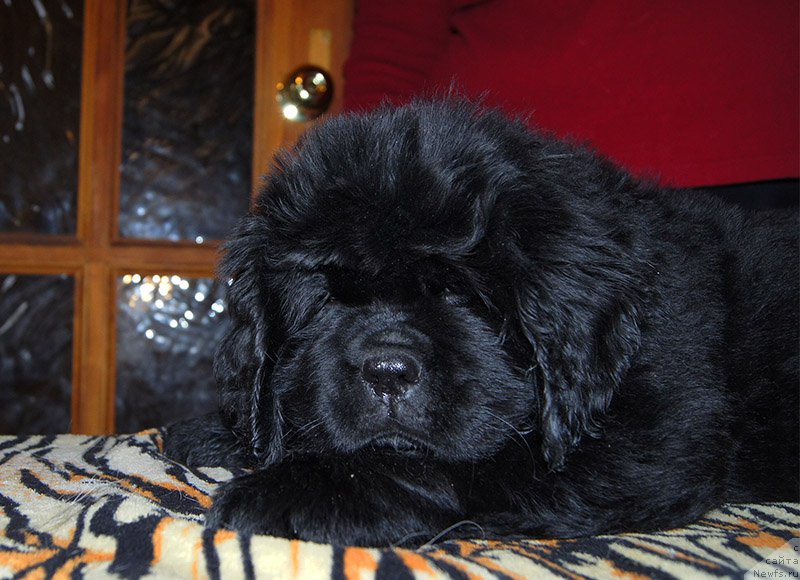 Фото: ньюфаундленд Super Bizon Ollisiya (Супер Бизон Оллисия)