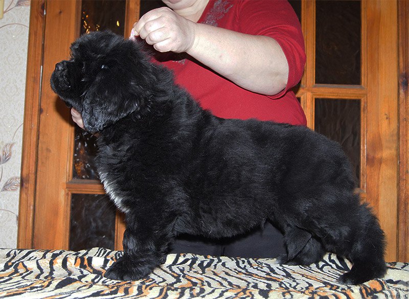 Фото: ньюфаундленд Super Bizon Ollisiya (Супер Бизон Оллисия)