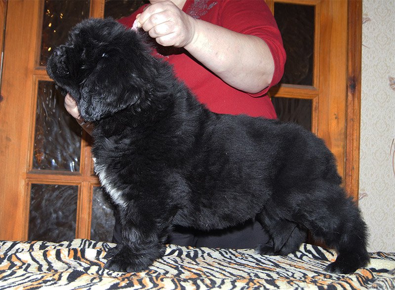 Фото: ньюфаундленд Super Bizon Ollisiya (Супер Бизон Оллисия)