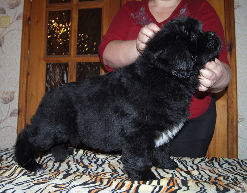 Фото: ньюфаундленд Super Bizon Ollisiya (Супер Бизон Оллисия)