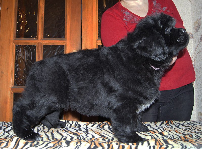 Фото: ньюфаундленд Super Bizon Ollisiya (Супер Бизон Оллисия)