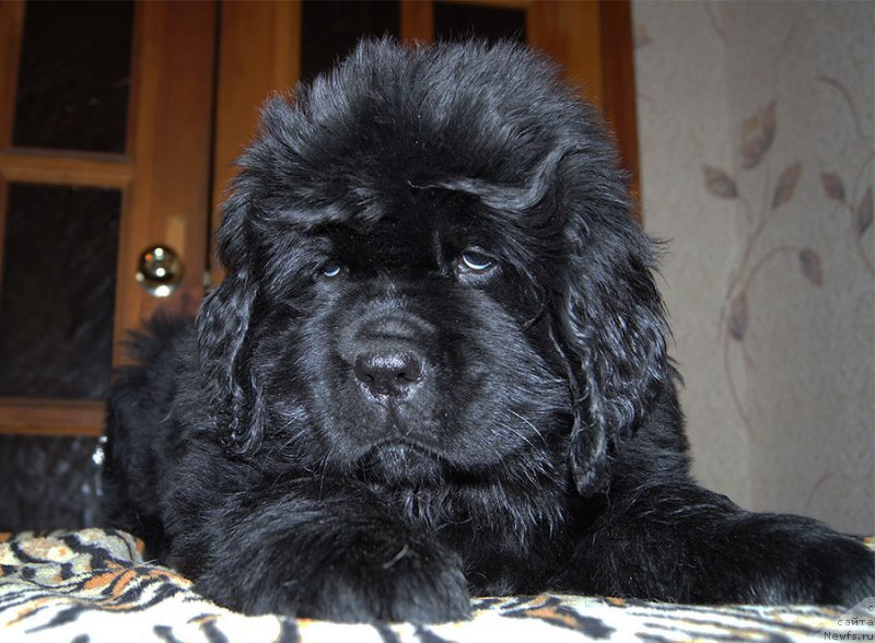 Фото: ньюфаундленд Super Bizon Ollisiya (Супер Бизон Оллисия)