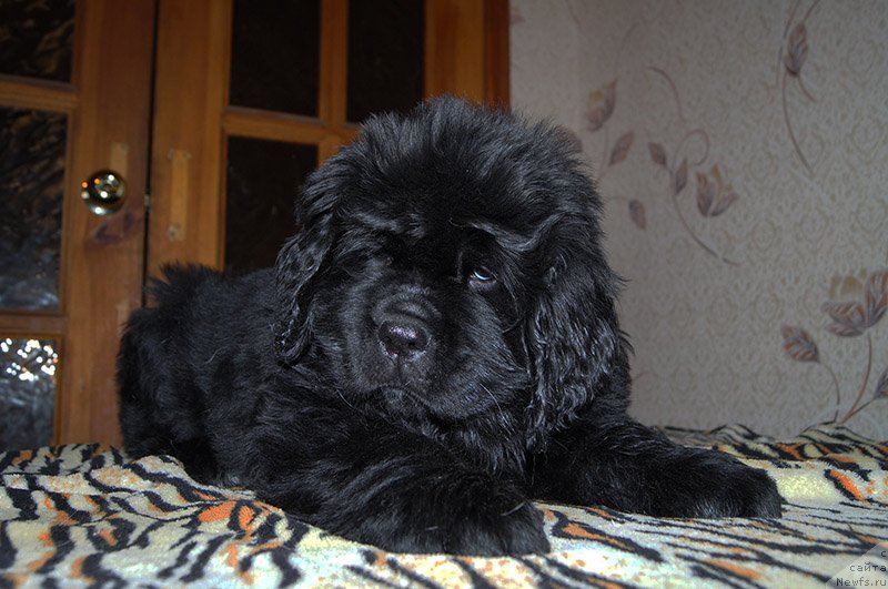 Фото: ньюфаундленд Super Bizon Ollisiya (Супер Бизон Оллисия)