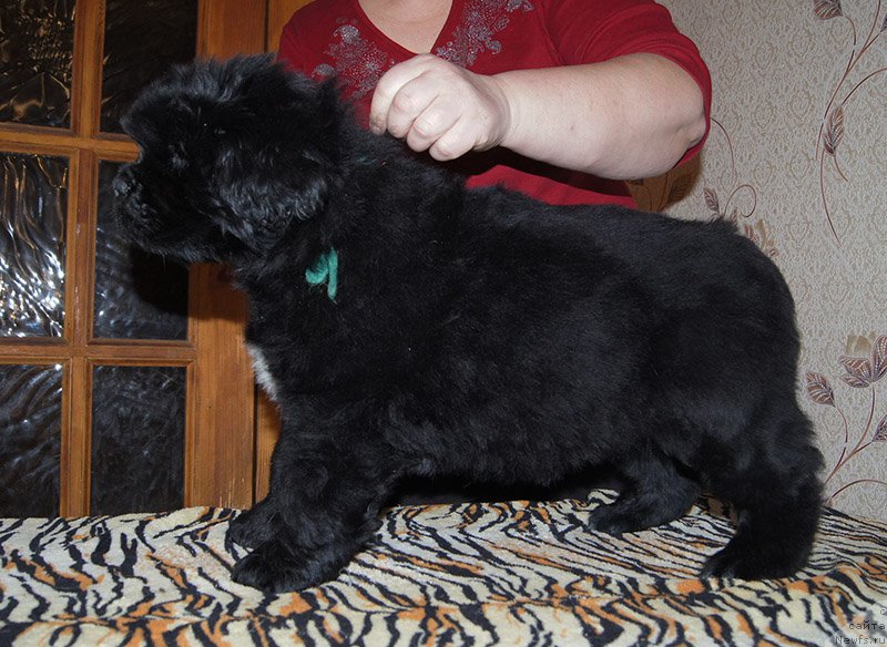 Фото: ньюфаундленд Super Bizon Olivia (Супер Бизон Оливия)