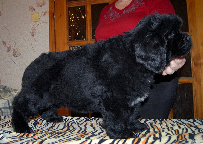 Фото: ньюфаундленд Super Bizon Olivia (Супер Бизон Оливия)