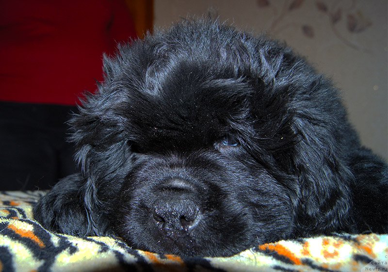 Фото: ньюфаундленд Super Bizon Olivia (Супер Бизон Оливия)