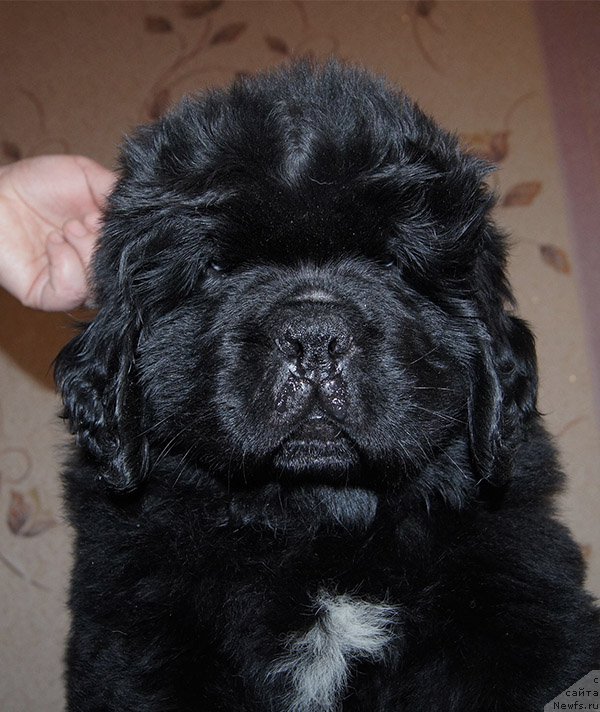 Фото: ньюфаундленд Super Bizon Olivia (Супер Бизон Оливия)