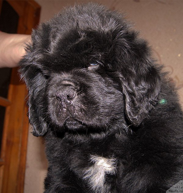 Фото: ньюфаундленд Super Bizon Olivia (Супер Бизон Оливия)