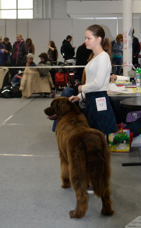 Фото: Mariya SHmeleva (Мария Шмелева), ньюфаундленд Brownblood MSK Hrica Hacket Ollen (Браунблад МСК Хриса Хаккет Оллен)