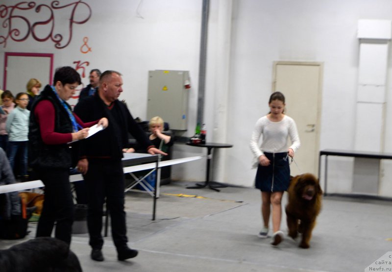 Фото: Mariya SHmeleva (Мария Шмелева), ньюфаундленд Brownblood MSK Hrica Hacket Ollen (Браунблад МСК Хриса Хаккет Оллен)