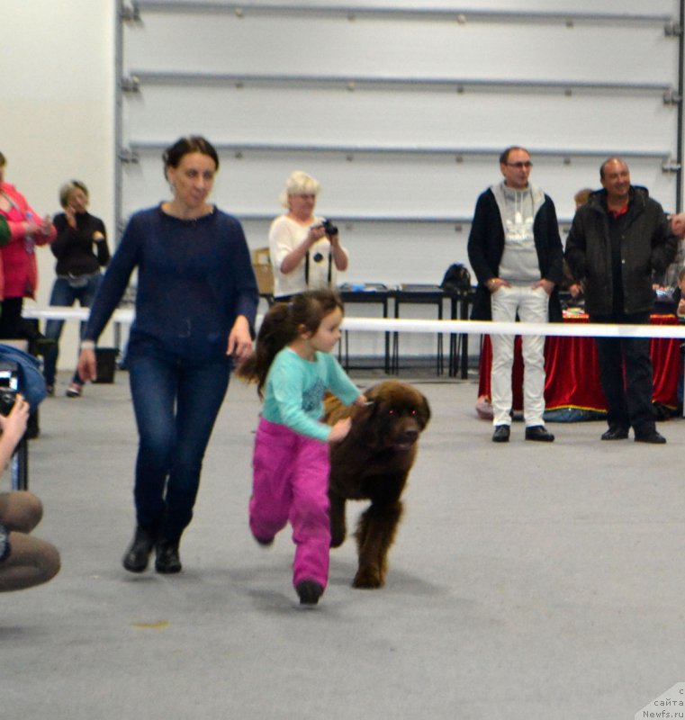 Фото: Elena Spiryukova (Елена Спирюкова), ньюфаундленд Brownblood MSK Hrica Hacket Ollen (Браунблад МСК Хриса Хаккет Оллен)