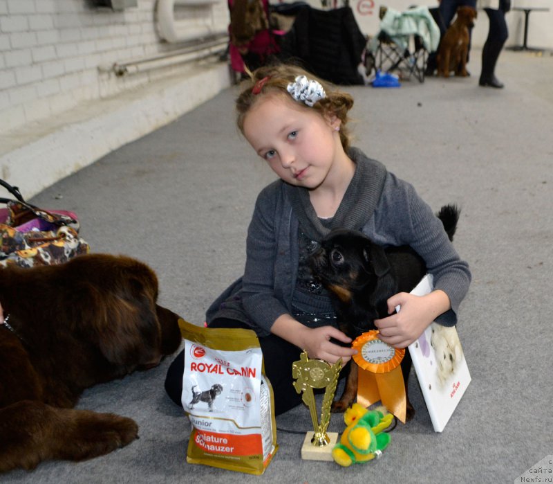 Фото: ньюфаундленд Brownblood MSK Hrica Hacket Ollen (Браунблад МСК Хриса Хаккет Оллен)