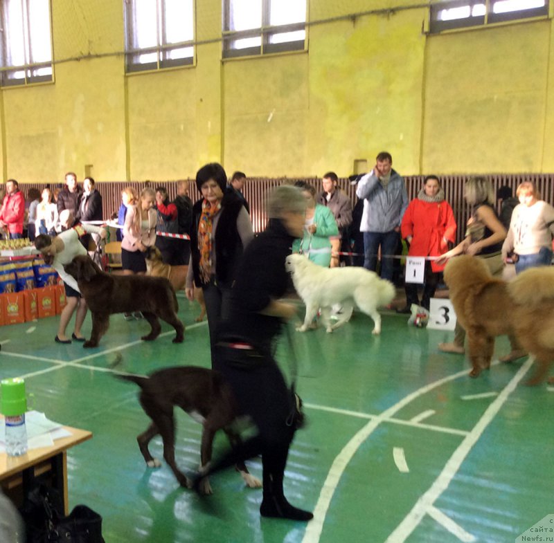 Фото: ньюфаундленд Brownblood MSK Hrica Hacket Ollen (Браунблад МСК Хриса Хаккет Оллен)