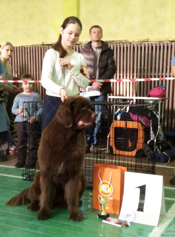 Фото: Mariya SHmeleva (Мария Шмелева), ньюфаундленд Brownblood MSK Hrica Hacket Ollen (Браунблад МСК Хриса Хаккет Оллен)