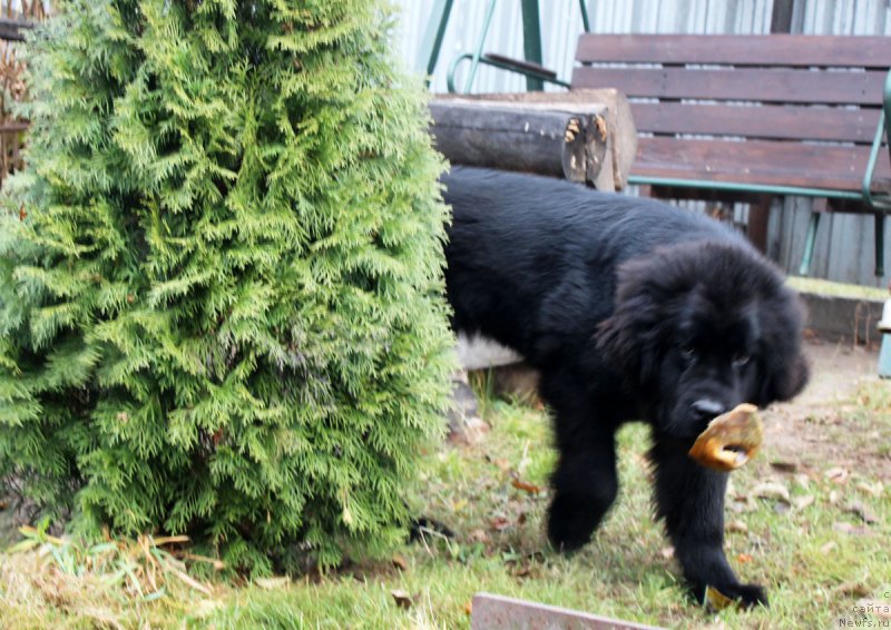 Фото: ньюфаундленд Braunblad MSK Jamal Amira (Браунблад МСК Жамал Амира)