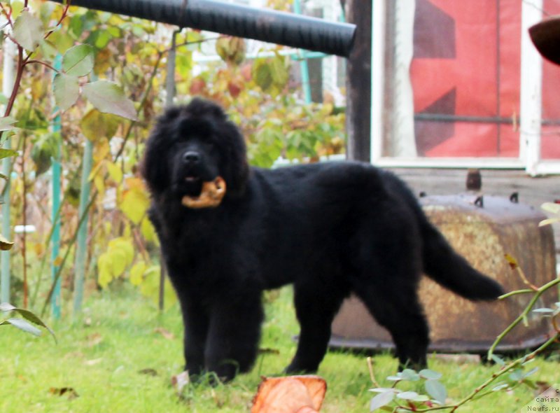 Фото: ньюфаундленд Braunblad MSK Jamal Amira (Браунблад МСК Жамал Амира)