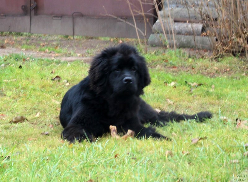 Фото: ньюфаундленд Braunblad MSK Jamal Amira (Браунблад МСК Жамал Амира)