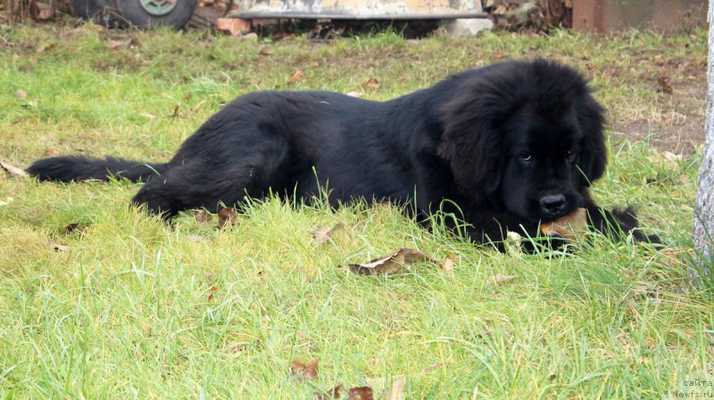 Фото: ньюфаундленд Braunblad MSK Jamal Amira (Браунблад МСК Жамал Амира)