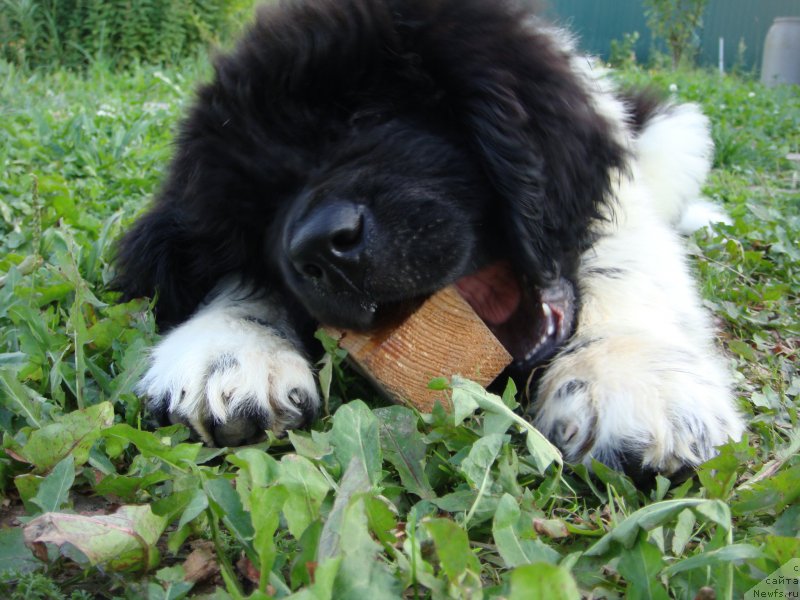 Фото: Ol'ga Martyinova (Ольга Мартынова)