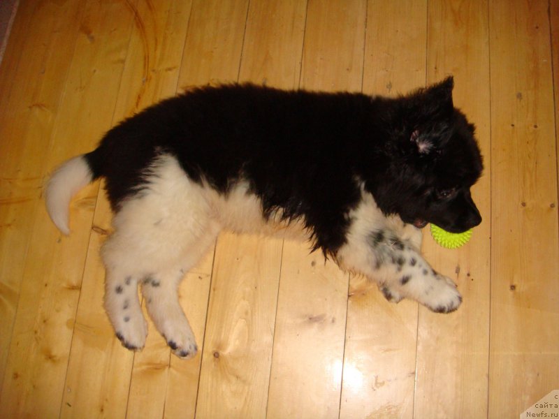 Фото: Ol'ga Martyinova (Ольга Мартынова)